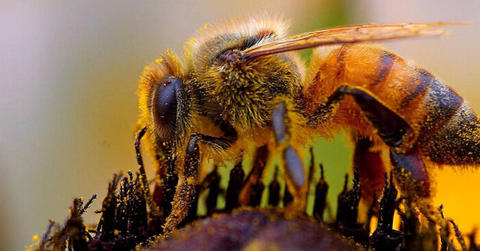 A close up of a bee covered in pollen